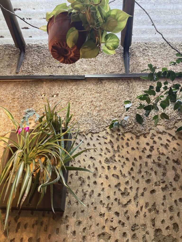 Domestico plantas interior